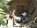 Memorial and Samadhi at Mayapur