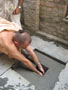 Memorial and Samadhi at Mayapur