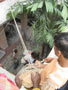 Memorial and Samadhi at Mayapur