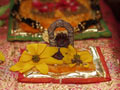 Puja Photos Deities
